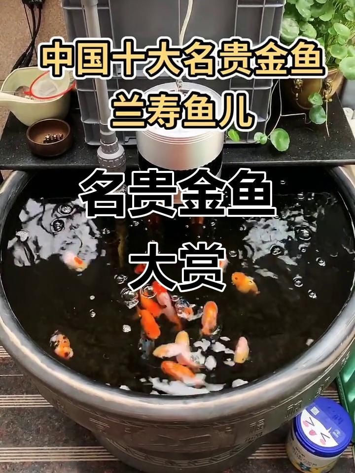 中國最貴十大金魚：史上最貴十大金魚品種，看看最貴的錦鯉能有多少錢