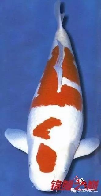 中國最貴十大金魚：史上最貴十大金魚品種，看看最貴的錦鯉能有多少錢