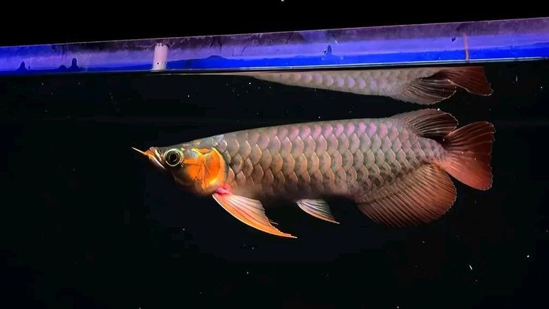 25公分古典過(guò)背藍(lán)底金龍有哪些知名品種？：25公分的古典過(guò)背藍(lán)底金龍魚(yú) 25公分古典過(guò)背藍(lán)底金龍有哪些知名品種？：25公分的古典過(guò)背藍(lán)底金龍魚(yú) 龍魚(yú)百科 第2張