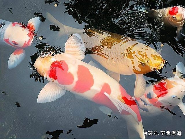 假白錦鯉是什么魚：“假白錦鯉”并非生物學上的正式名稱