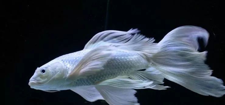 假白錦鯉是什么魚：“假白錦鯉”并非生物學上的正式名稱