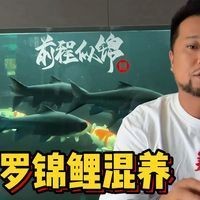 吉羅魚混養最佳搭配：吉羅魚混養的科學方法與實踐經驗,藍吉羅魚怎么養