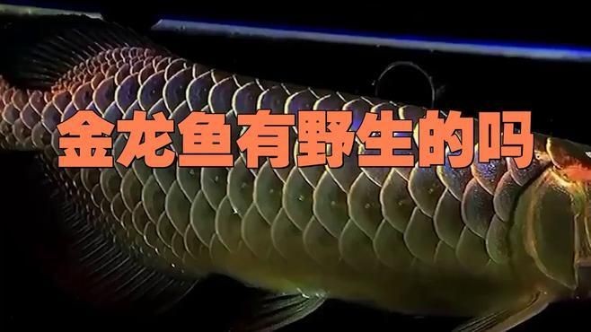 中國野生龍魚：中國野生龍魚主要分布于東南帶地區，但存在以下兩種情況