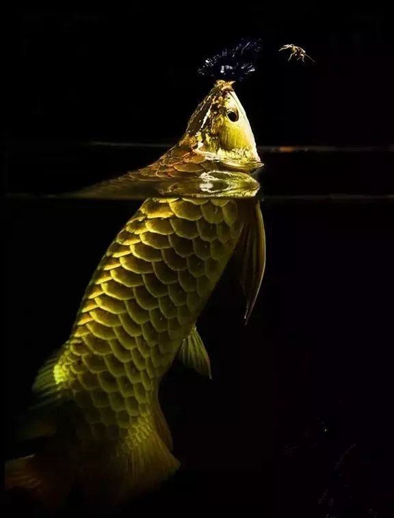 中國野生龍魚：中國野生龍魚主要分布于東南帶地區，但存在以下兩種情況