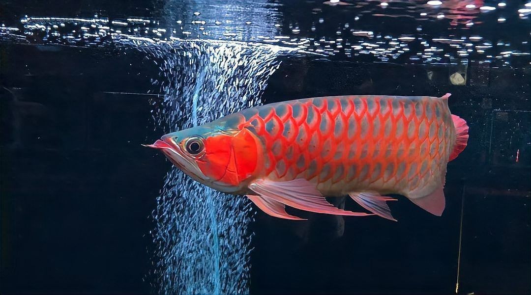 中國野生龍魚：中國野生龍魚主要分布于東南帶地區，但存在以下兩種情況
