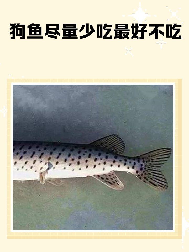 狗魚為什么不建議吃：狗魚市場最臟的4種魚盡量少給家人吃盡量少給家人吃