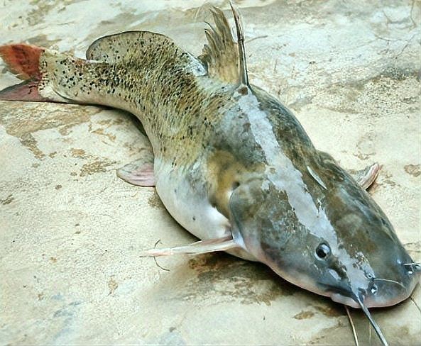 狗魚為什么不建議吃：狗魚市場最臟的4種魚盡量少給家人吃盡量少給家人吃