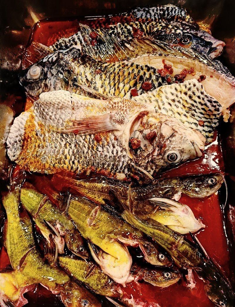 柳南龍魚的市場前景如何？（全球龍魚市場規模破8億美元亞洲市場占比超70%）