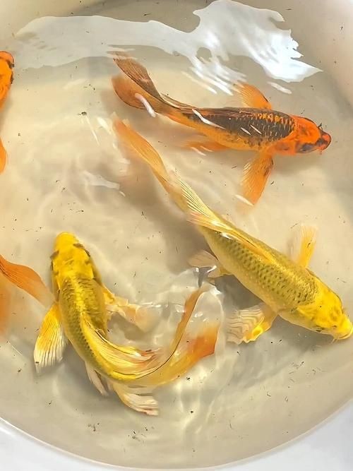 火鳳凰觀賞魚圖片：*《火鳳凰觀賞魚圖片》*，火鳳凰觀賞魚