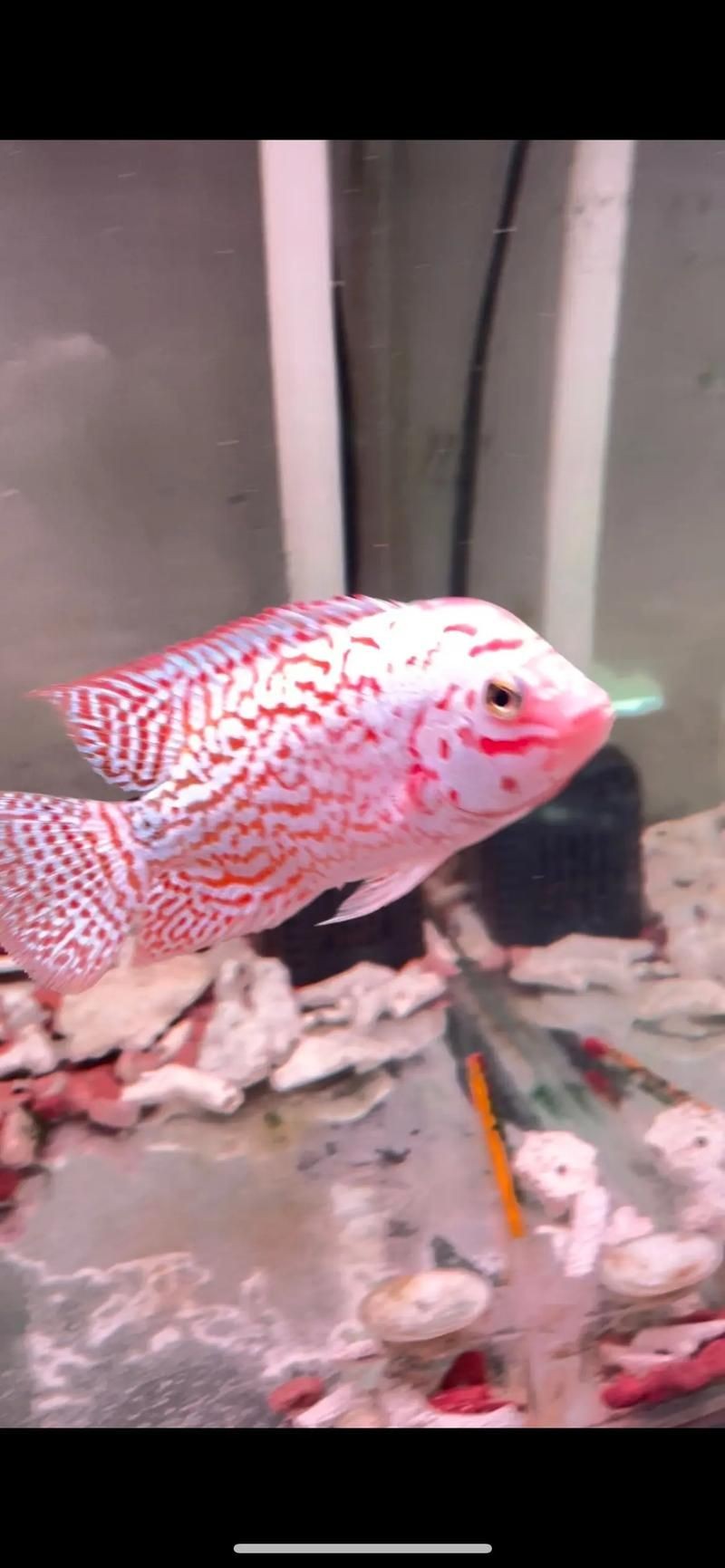 火鳳凰觀賞魚圖片：*《火鳳凰觀賞魚圖片》*，火鳳凰觀賞魚