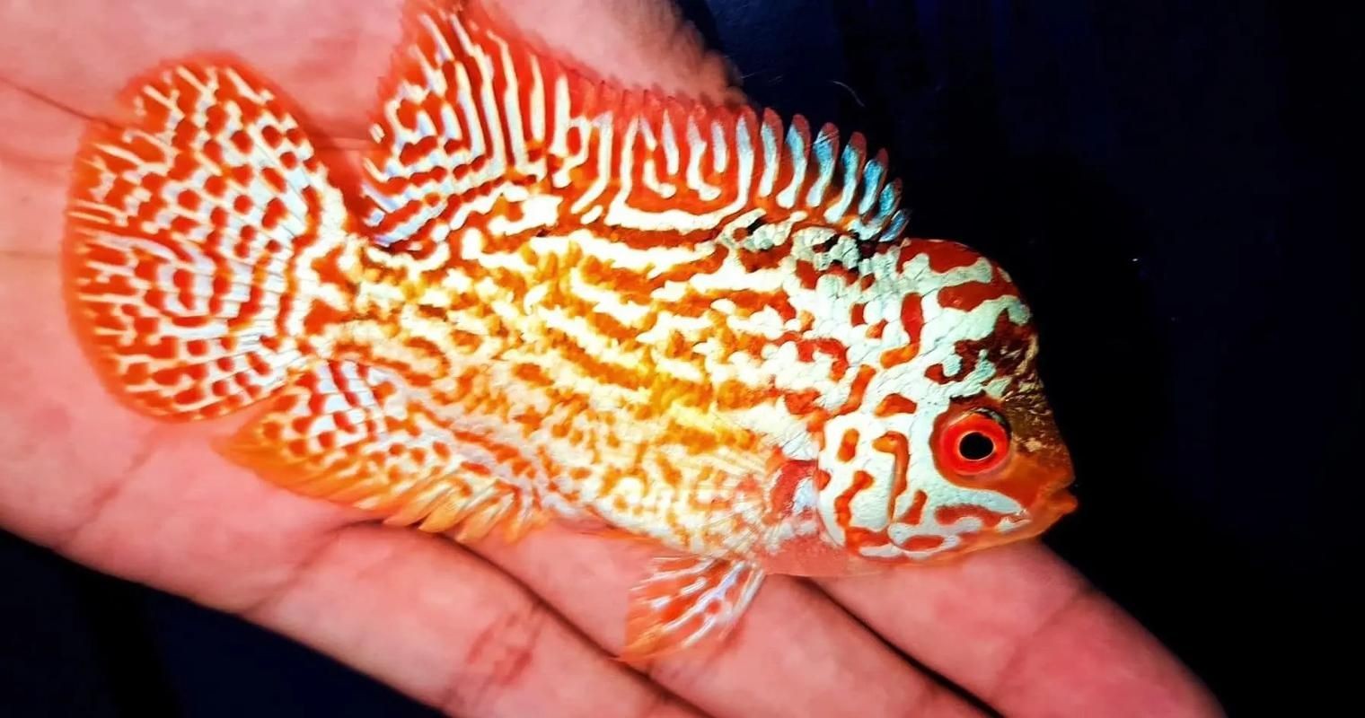 火鳳凰觀賞魚圖片：*《火鳳凰觀賞魚圖片》*，火鳳凰觀賞魚