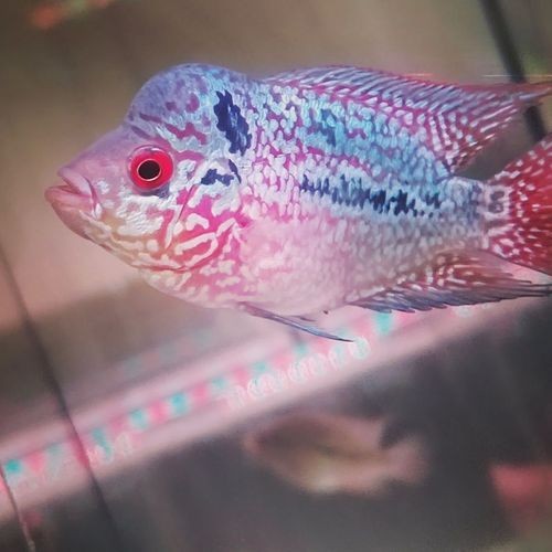 火鳳凰觀賞魚圖片：*《火鳳凰觀賞魚圖片》*，火鳳凰觀賞魚