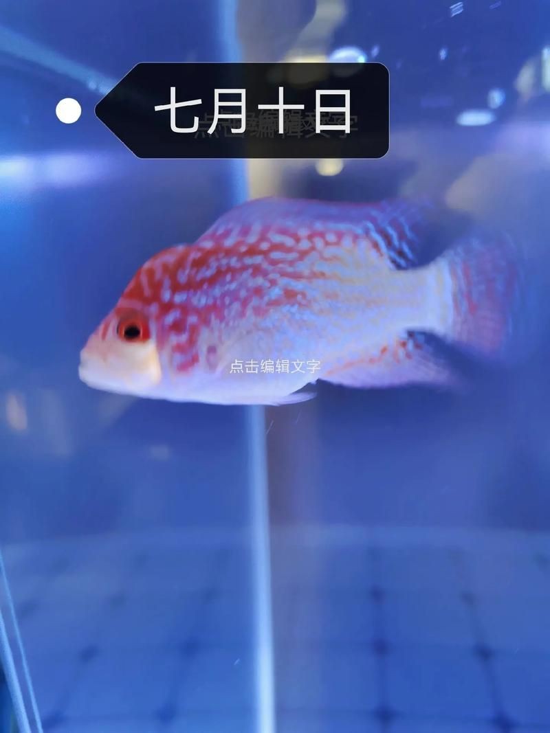 火鳳凰觀賞魚圖片：*《火鳳凰觀賞魚圖片》*，火鳳凰觀賞魚