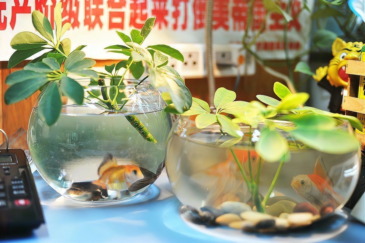 兩條魚在玄學中的寓意：養魚的風水講究:數量與寓意全解析