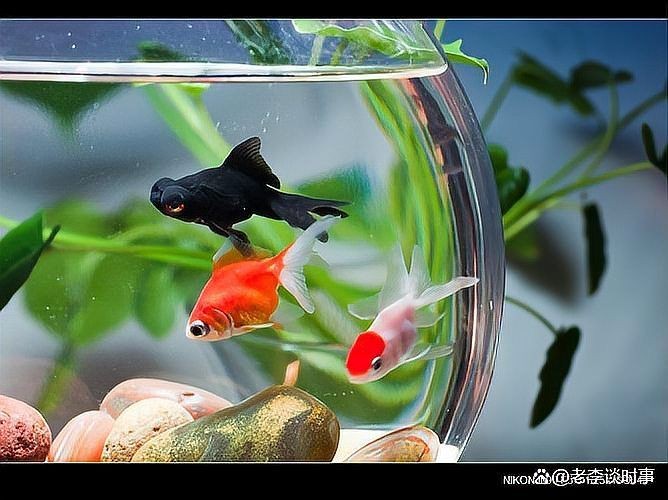 兩條魚在玄學中的寓意：養魚的風水講究:數量與寓意全解析