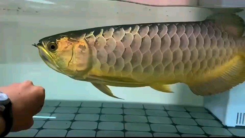 世界上最大的金龍魚有多大：世界上最大的金龍魚體長可達約90厘米，體長超1米