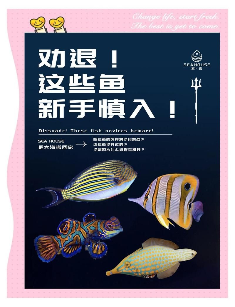 和尚吊海魚為何不建議養：和尚吊海魚飼養難度極高，不建議作為普通觀賞魚養殖 和尚吊海魚為何不建議養：和尚吊海魚飼養難度極高，不建議作為普通觀賞魚養殖 龍魚論壇 第1張