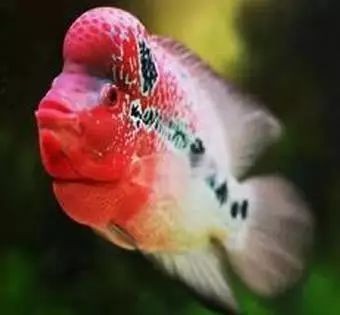 古典羅漢魚分幾個(gè)等級(jí)的：古典羅漢魚品種區(qū)分以及各品種之間的不同特征