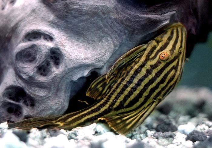 皇冠豹魚最稀有三個品種:皇冠豹魚三大珍稀品種探秘