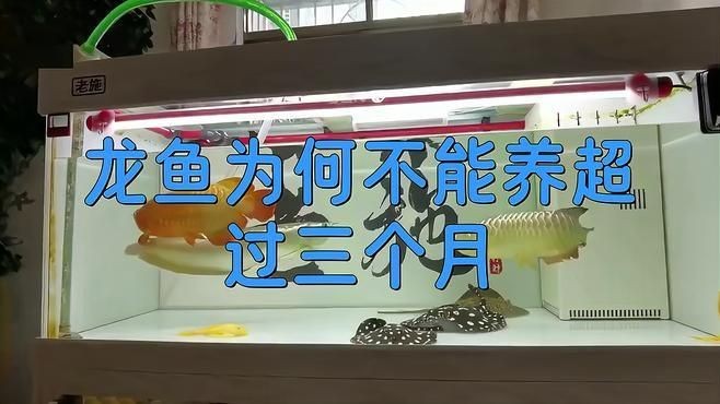 一條紅龍魚能活多久？：紅龍魚壽命能活多少年漫卷卷書蟲驛站書蟲驛站一覽表
