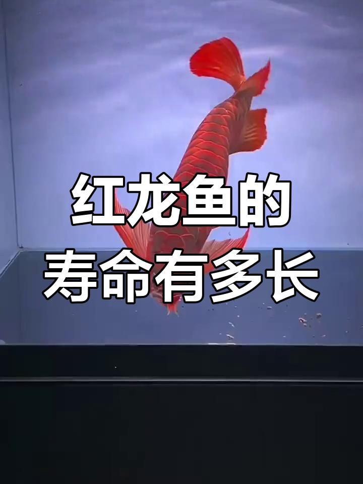 一條紅龍魚能活多久？：紅龍魚壽命能活多少年漫卷卷書蟲驛站書蟲驛站一覽表