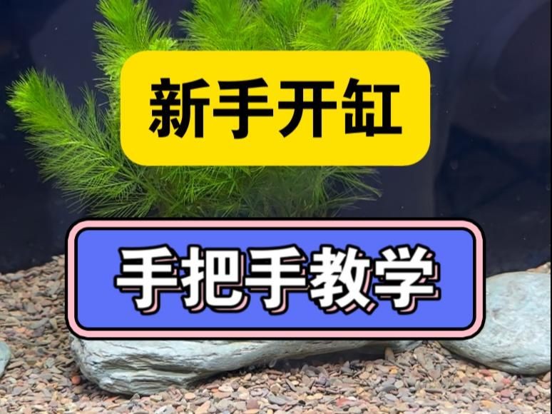 亮彩魚缸最簡單三個(gè)步驟：6招把魚缸養(yǎng)成「空氣缸」空氣缸」