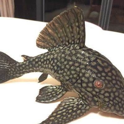 皇冠豹魚為何不能養(yǎng)：斷皇冠豹魚是否健康？