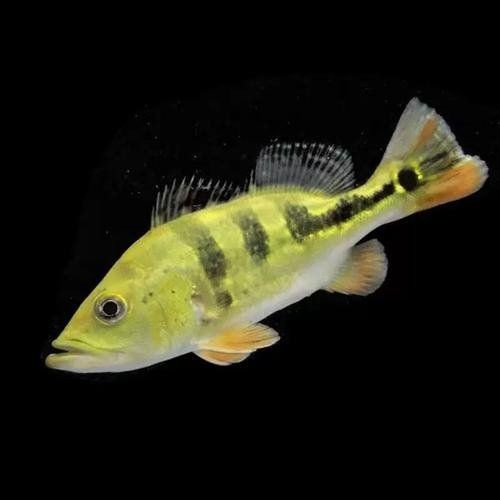 皇冠三間魚風水寓意：皇冠三間魚