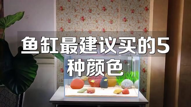 久鼎魚缸最建議買的三個顏色：久鼎魚缸最值得入手的三款顏色，極客汐潮最佳顏色