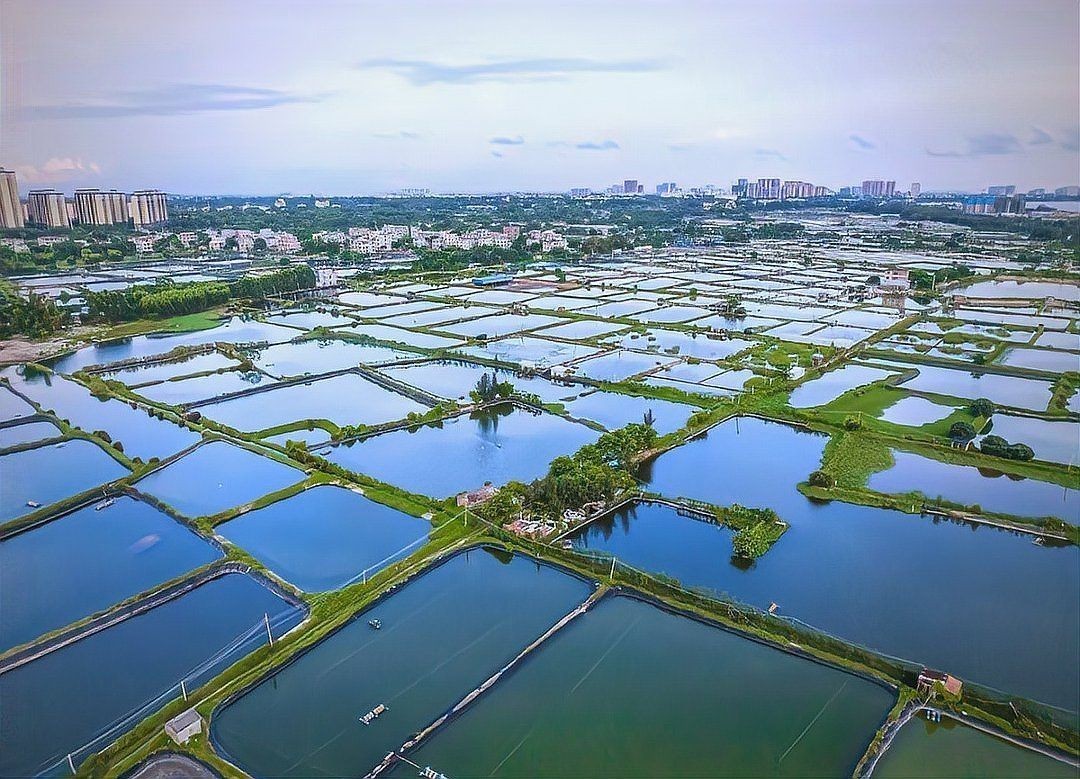 合肥魚缸批發市場：合肥智能魚缸批發市場