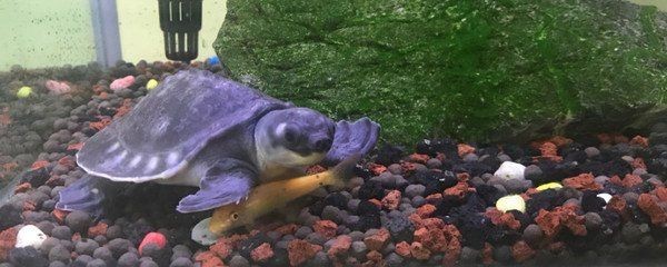 皇宮龍魚是雜牌還是名牌：皇宮龍魚在中國市場中的價格差異，皇宮龍魚在中國市場中的規范化