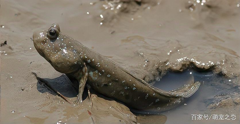 海魚放在淡水能活多久：海魚在淡水中如何存活？