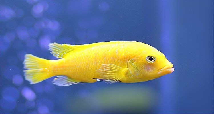 海魚放在淡水能活多久：海魚在淡水中如何存活？