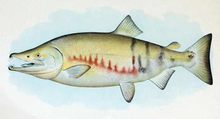 海魚放在淡水能活多久：海魚在淡水中如何存活？