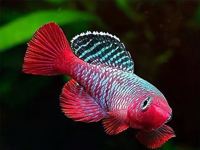 海魚放在淡水能活多久：海魚在淡水中如何存活？
