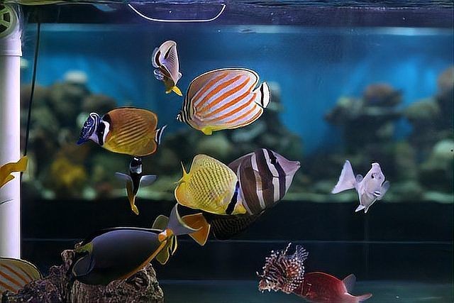 海魚放在淡水能活多久：海魚在淡水中如何存活？