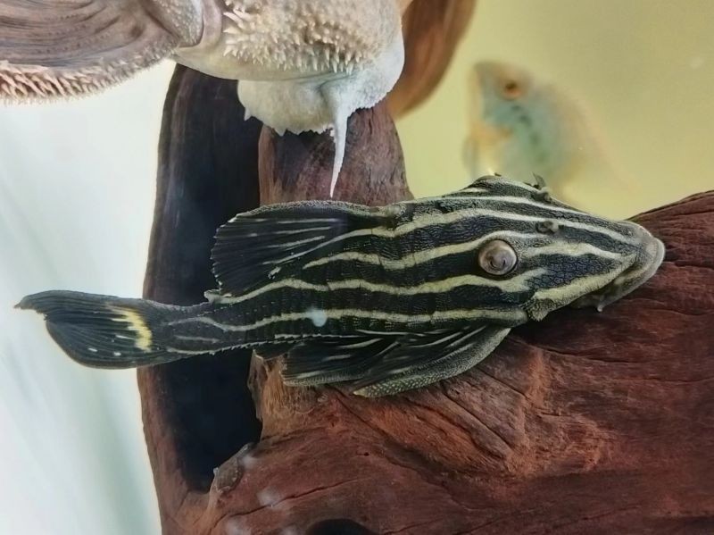 皇冠豹魚(yú)不能隨便買(mǎi)：“皇冠豹魚(yú)不能隨便買(mǎi)”值得提倡的觀賞魚(yú)市場(chǎng)觀點(diǎn)揭示