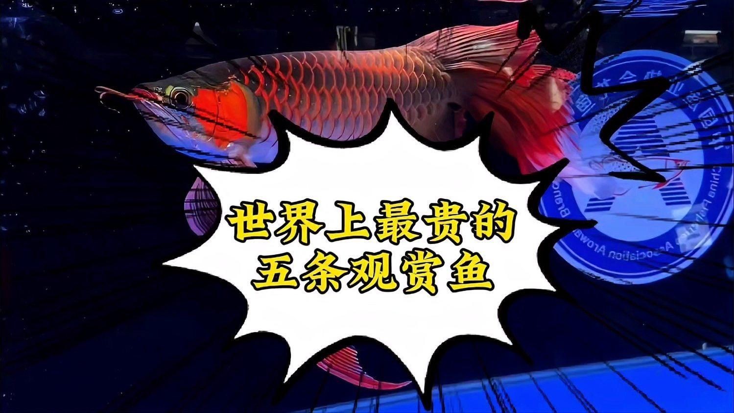 世界最貴的觀賞魚有哪些品種？：世界六大最昂貴觀賞魚品種及其價格從高到低排序