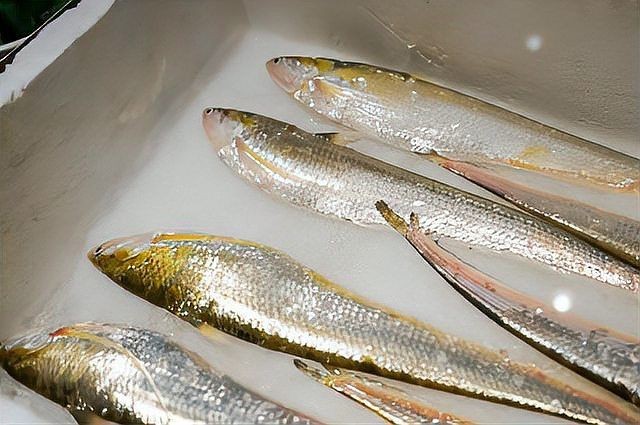 和刀魚很像的是什么魚：刀魚與刀魚有什么區(qū)別
