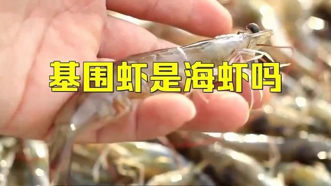 基圍蝦是淡水還是海水養的：基圍蝦并非純粹的淡水或海水生物其養殖環境具有獨特性