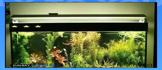 家里魚缸不能超過幾個：如何確定魚缸里養多少條魚比較合適