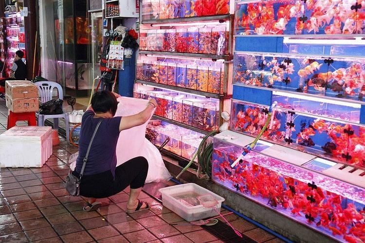 廣州賣金魚的批發(fā)市場(chǎng)在哪里：廣州芳村花鳥魚蟲新世界