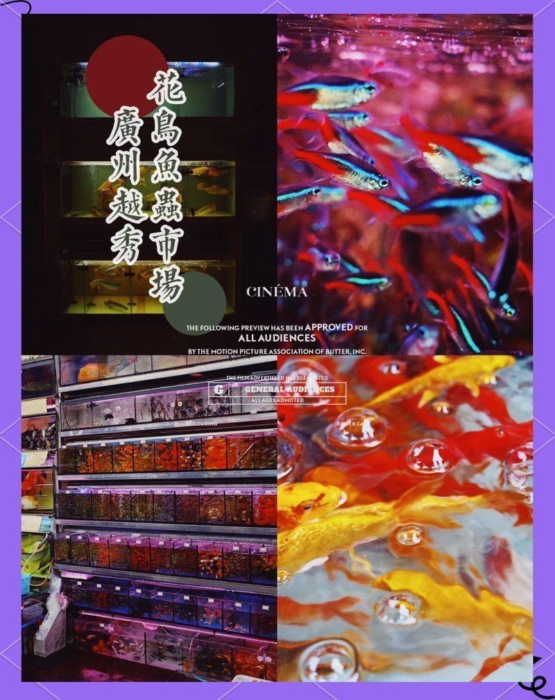 魚缸養幾條清道夫好，，怎么養好魚缸清道夫
