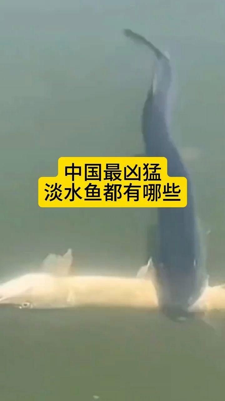 國產十大最強猛魚：中國頂級掠食者之一環的巨型肉食性魚類