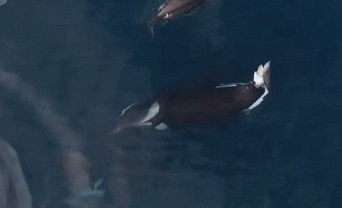 國產十大最強猛魚：中國頂級掠食者之一環的巨型肉食性魚類