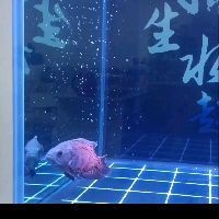 皇冠三間魚的寓意和象征：皇冠三間魚的寓意