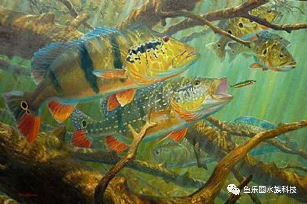 皇冠三間魚的寓意和象征：皇冠三間魚的寓意