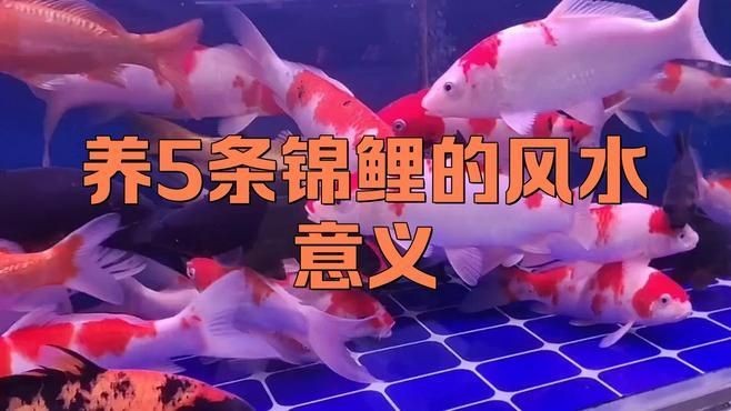 家錦鯉養幾條最招財:錦鯉一般養幾條最吉利