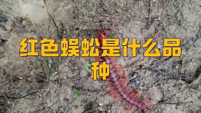 金頭藍底過背金龍魚適合多大的魚缸？，“金頭藍底過背金龍魚”適合的魚缸尺寸及相關要點