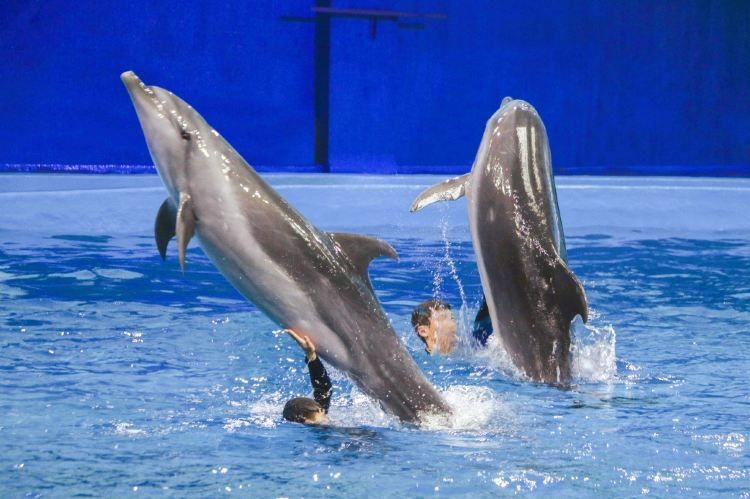 吉印水族最經典三個地方：廈門吉印水族館